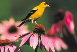 American Goldfinch